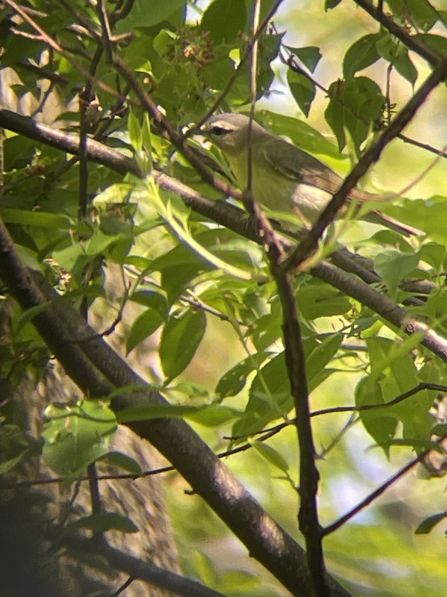 Philadelphia Vireo - ML636092763