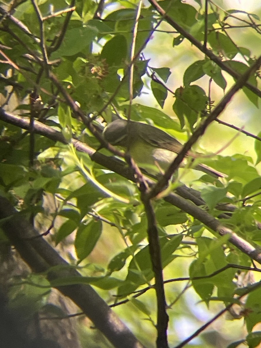 Philadelphia Vireo - ML636092764