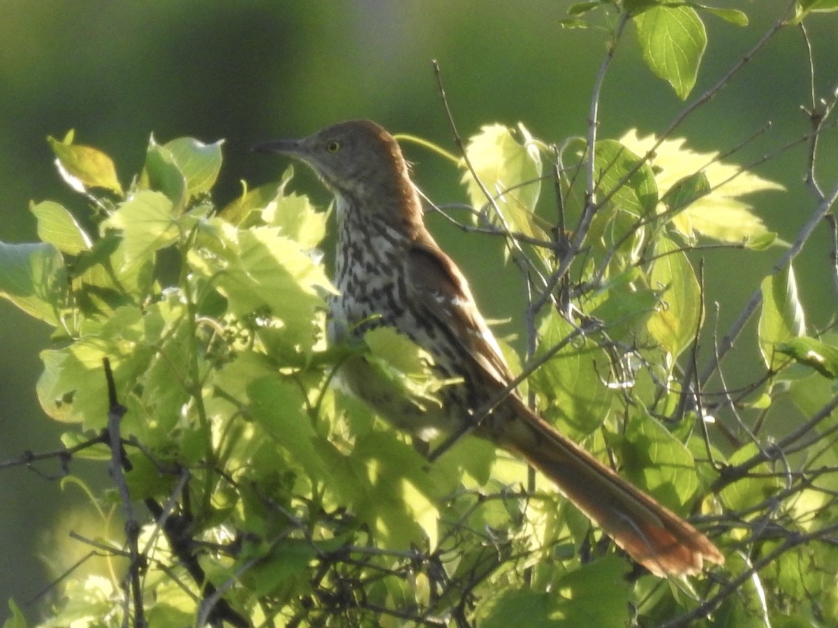 Brown Thrasher - ML636092801