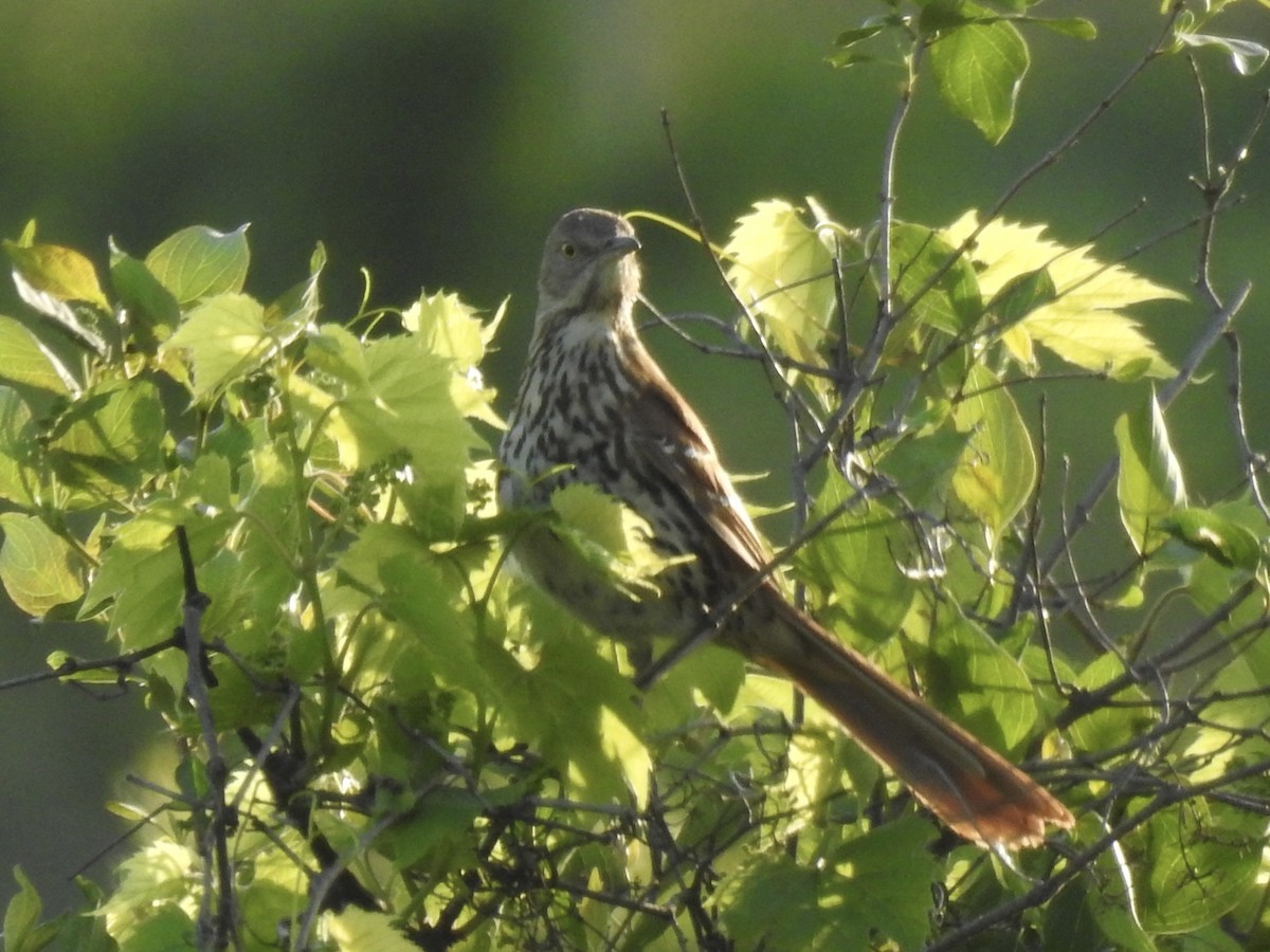 Brown Thrasher - ML636092802