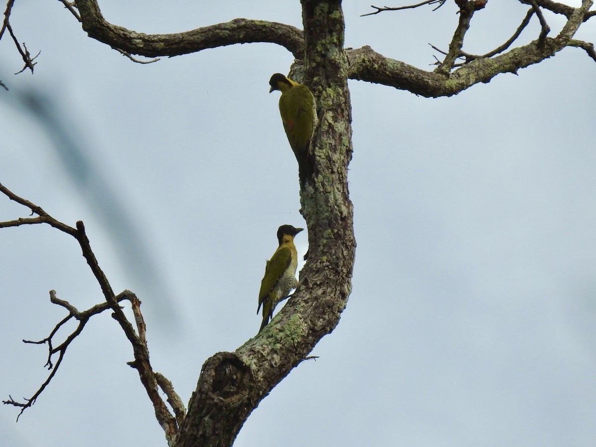 Black-headed Woodpecker - ML636092827