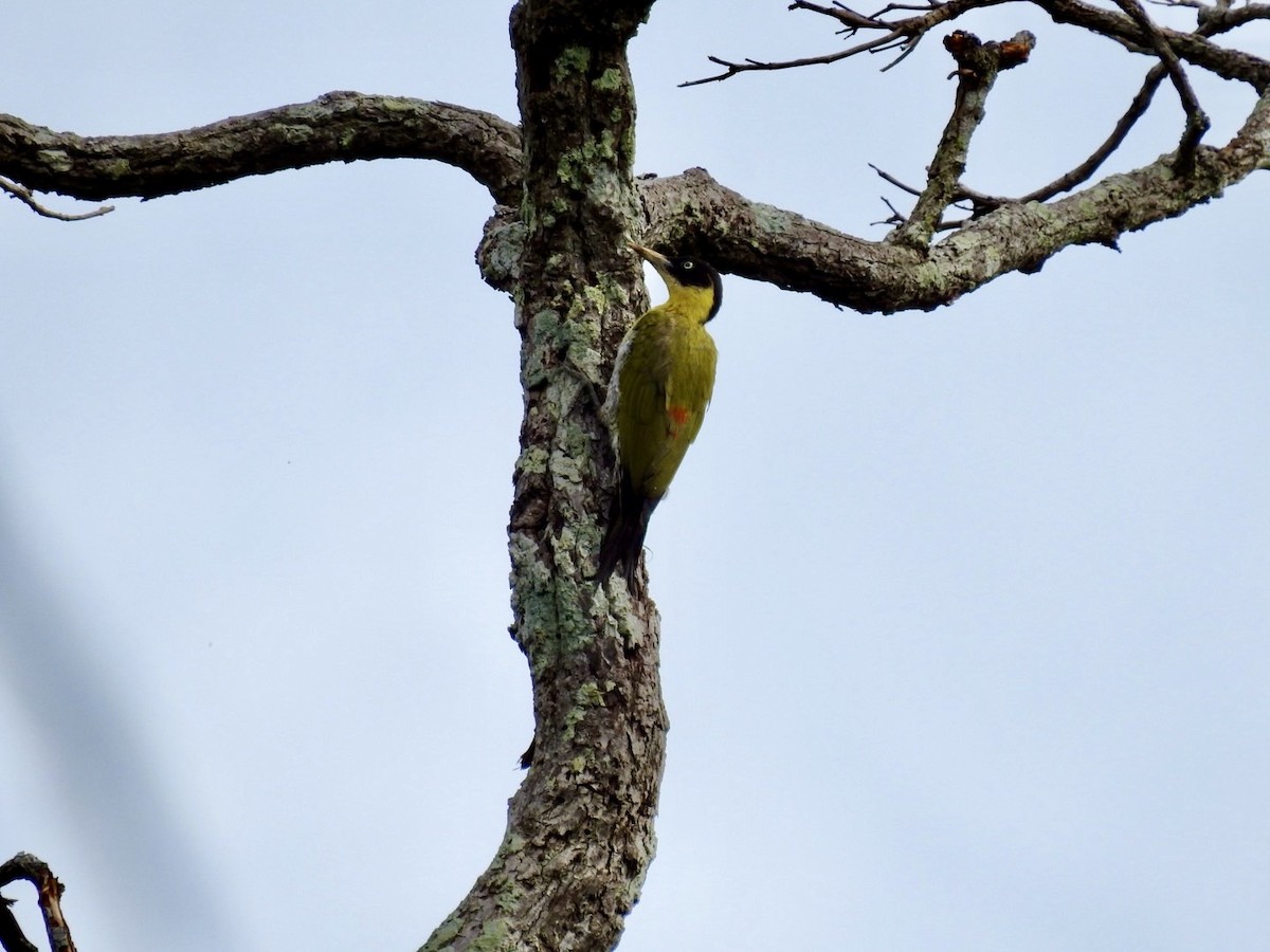 Black-headed Woodpecker - ML636092828