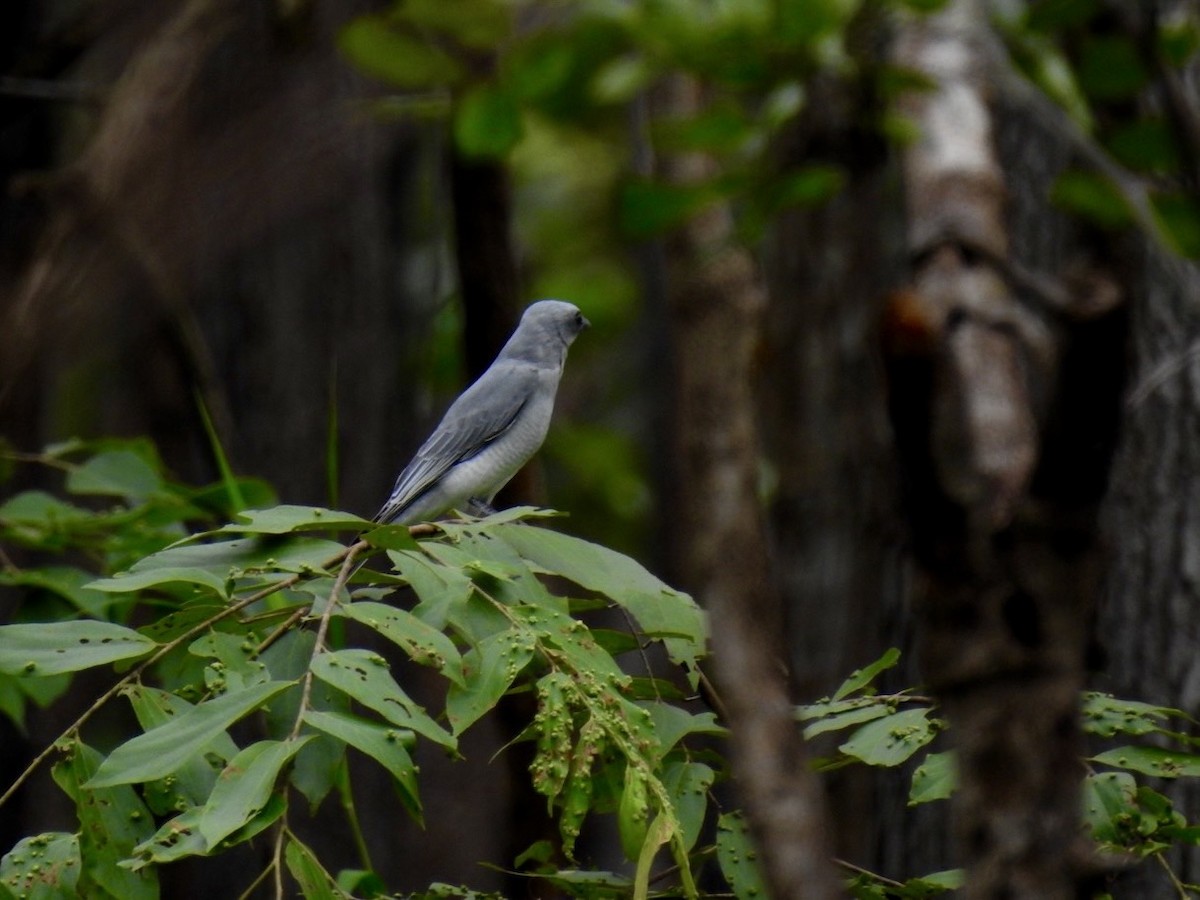 Oriental Cuckooshrike - ML636092839