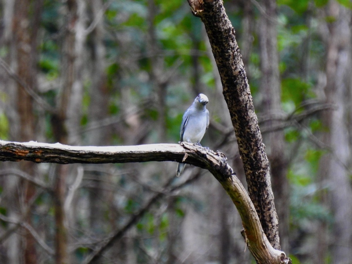 Oriental Cuckooshrike - ML636092840