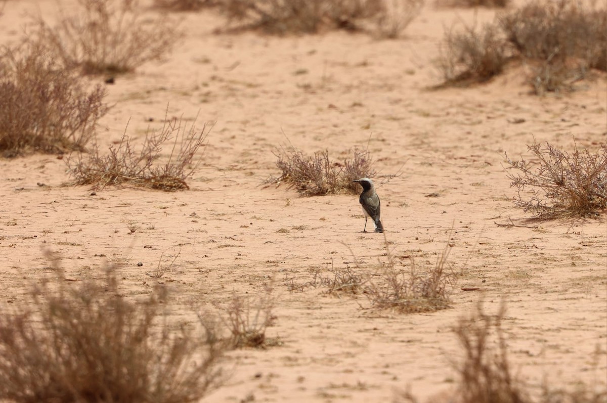 Mourning Wheatear - ML636092842