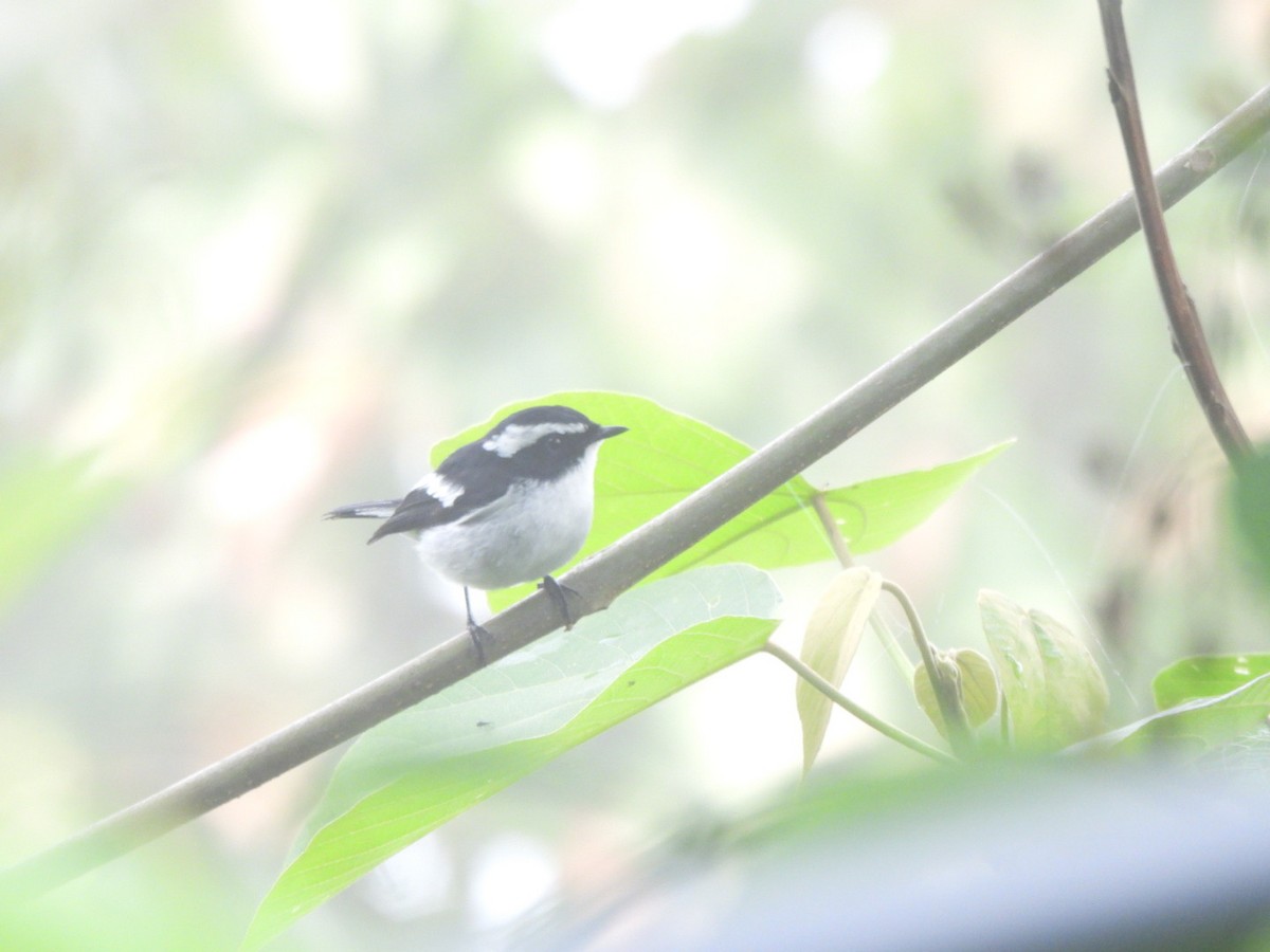 Little Pied Flycatcher - ML636092871