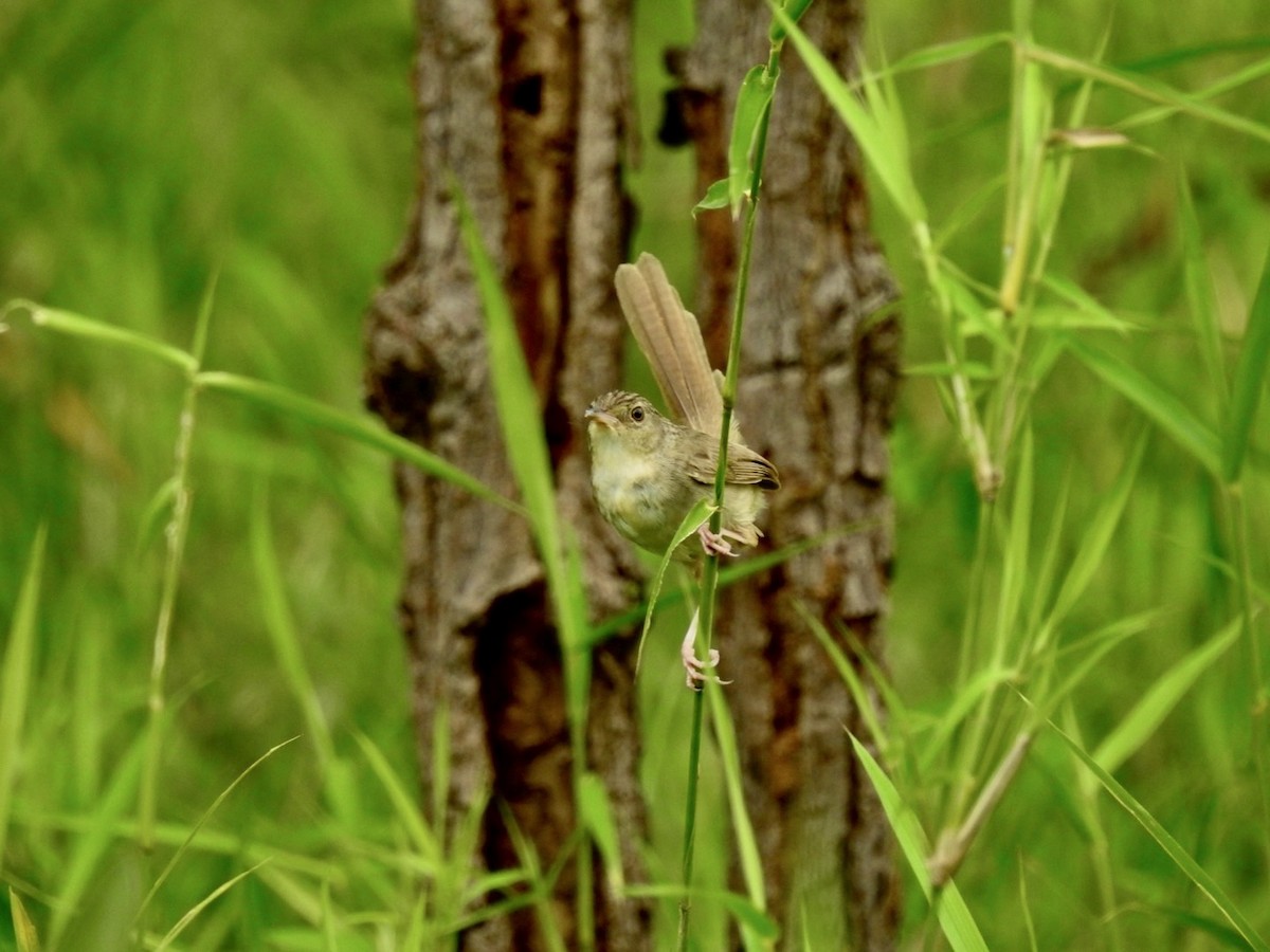 Brown Prinia - ML636092881