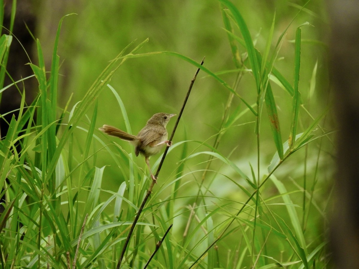 Brown Prinia - ML636092882