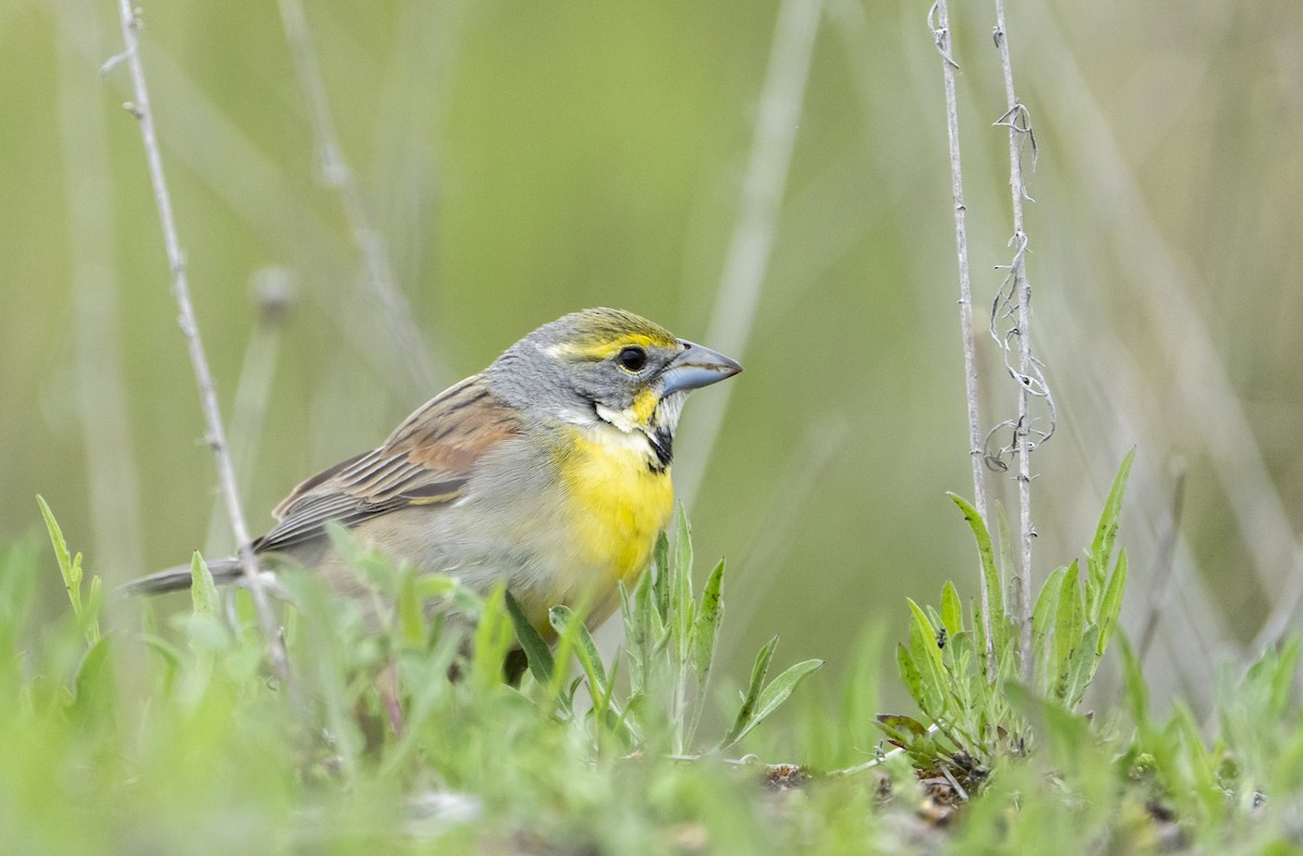 ムナグロノジコ - ML636092883