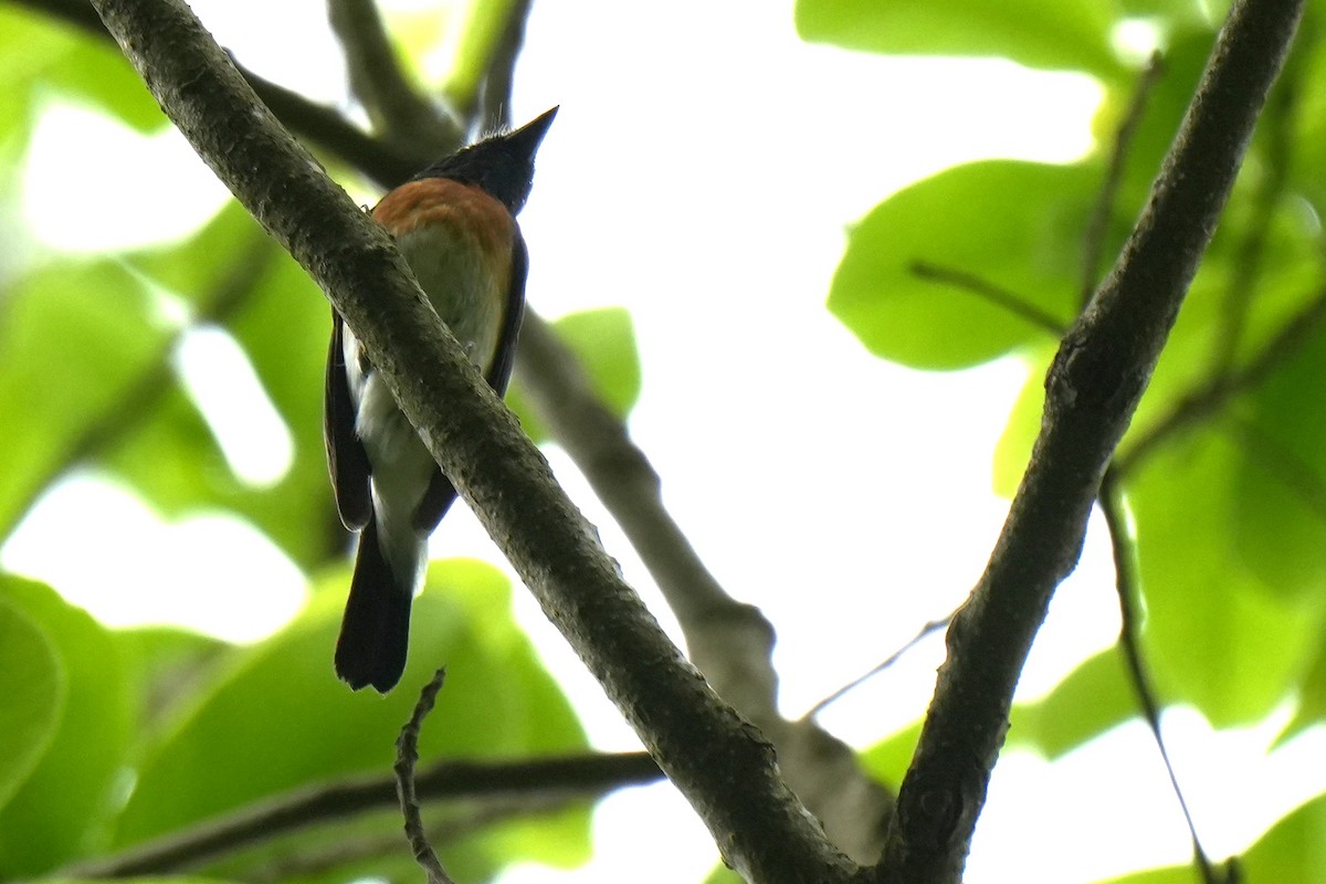 Blue-throated Flycatcher - ML636092902