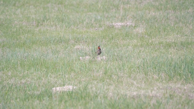 Chestnut-collared Longspur - ML636092950