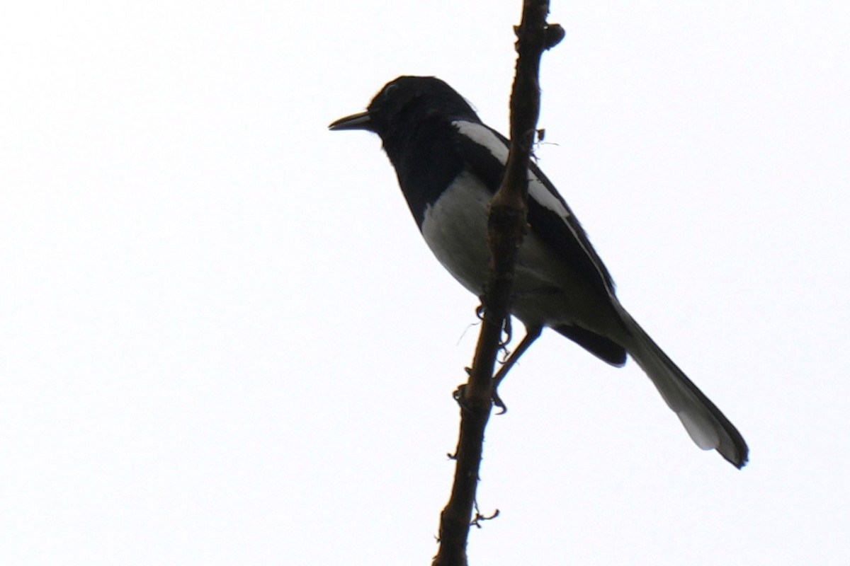 Oriental Magpie-Robin - ML636093040