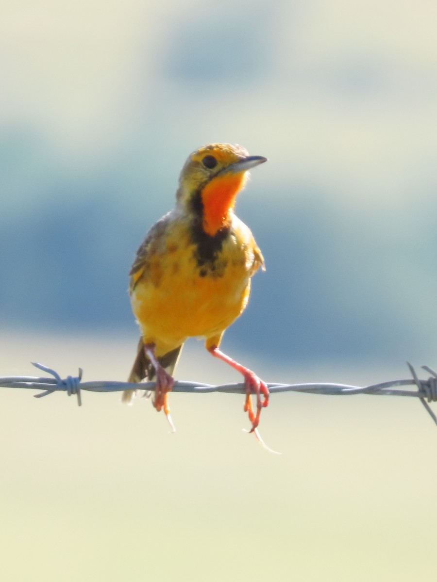 Orange-throated Longclaw - ML636093072