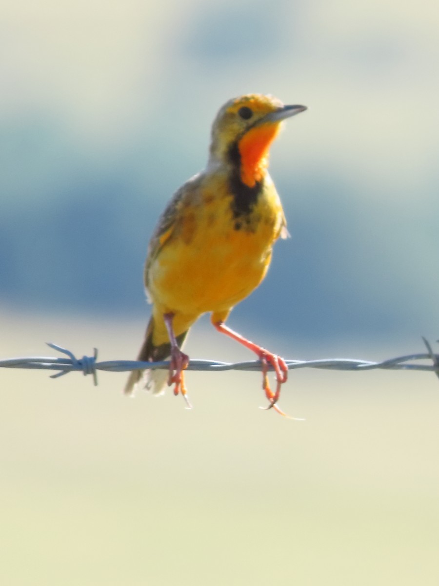 Orange-throated Longclaw - ML636093073