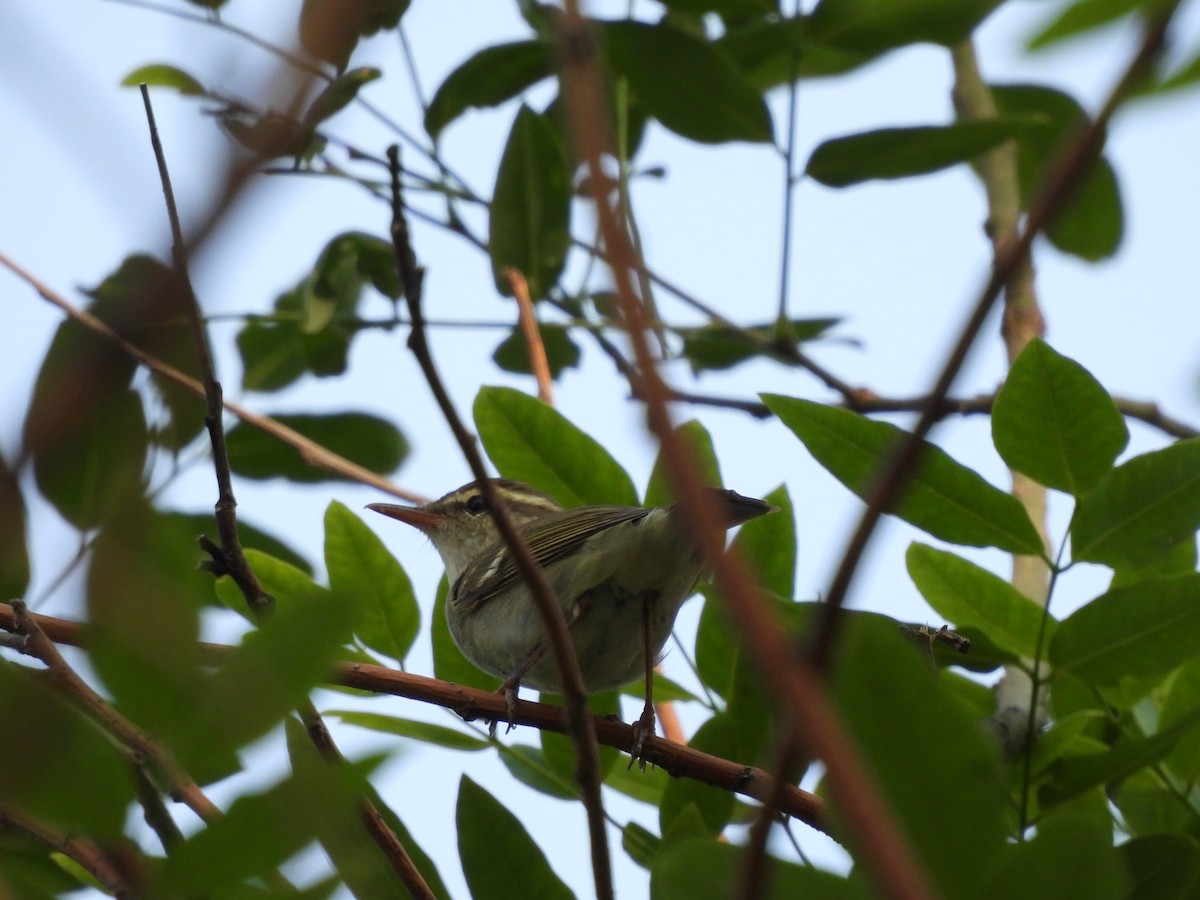 Two-barred Warbler - ML636093077