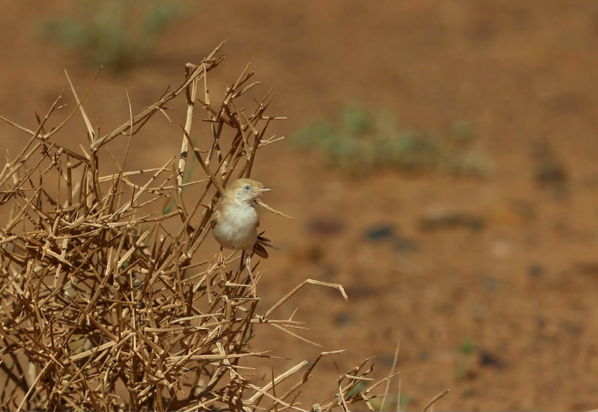 African Desert Warbler - ML636093225