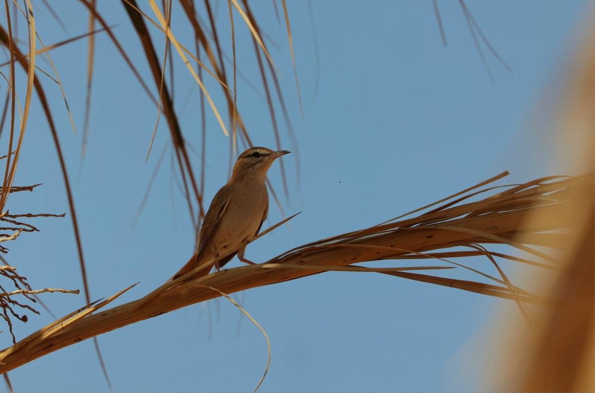 Rufous-tailed Scrub-Robin - ML636093227