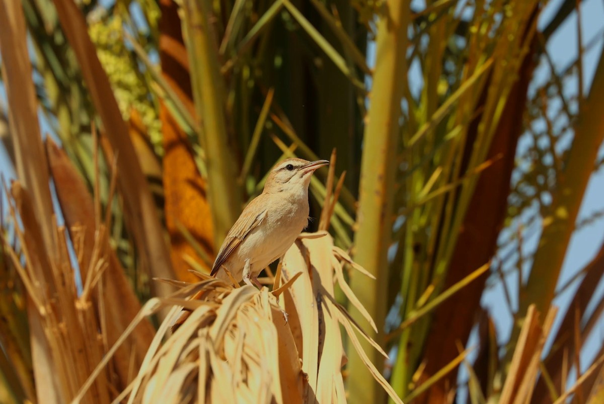 Rufous-tailed Scrub-Robin - ML636093233