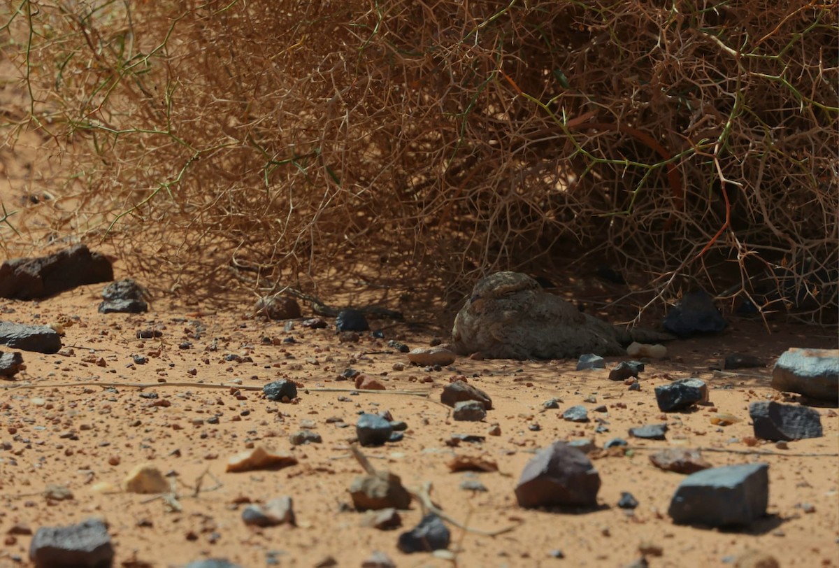 Egyptian Nightjar - ML636093240
