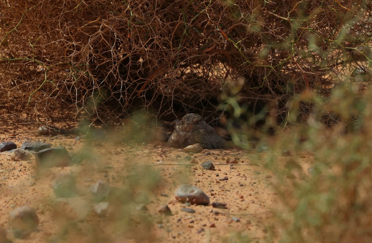 Egyptian Nightjar - ML636093248