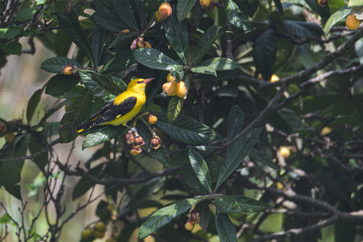 Eurasian Golden Oriole - ML636093250