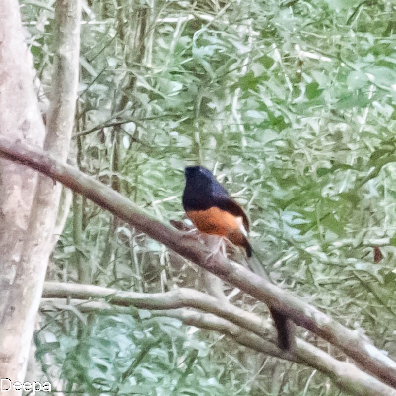 Sri Lankan Shama - ML636093306