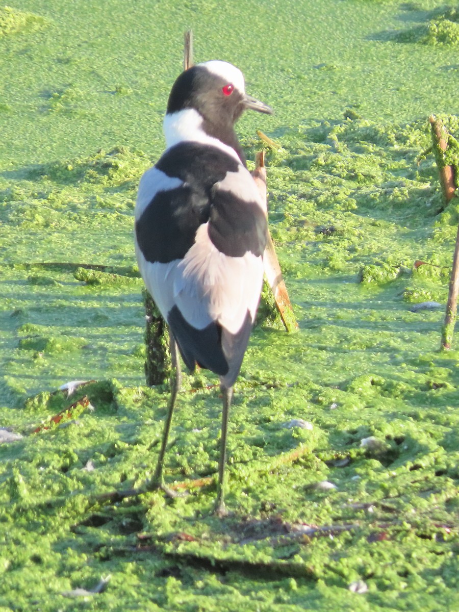 Blacksmith Lapwing - ML636093309