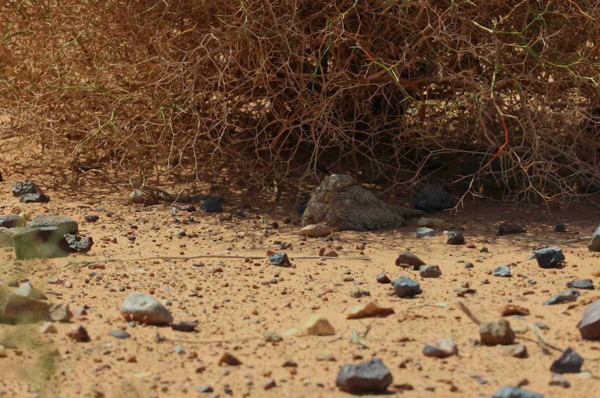 Egyptian Nightjar - ML636093429