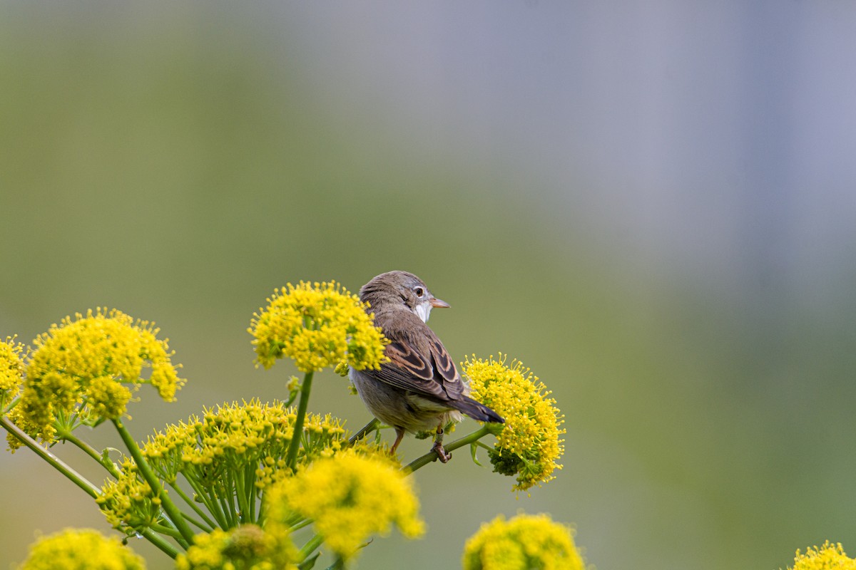 Eastern Subalpine Warbler - ML636093487