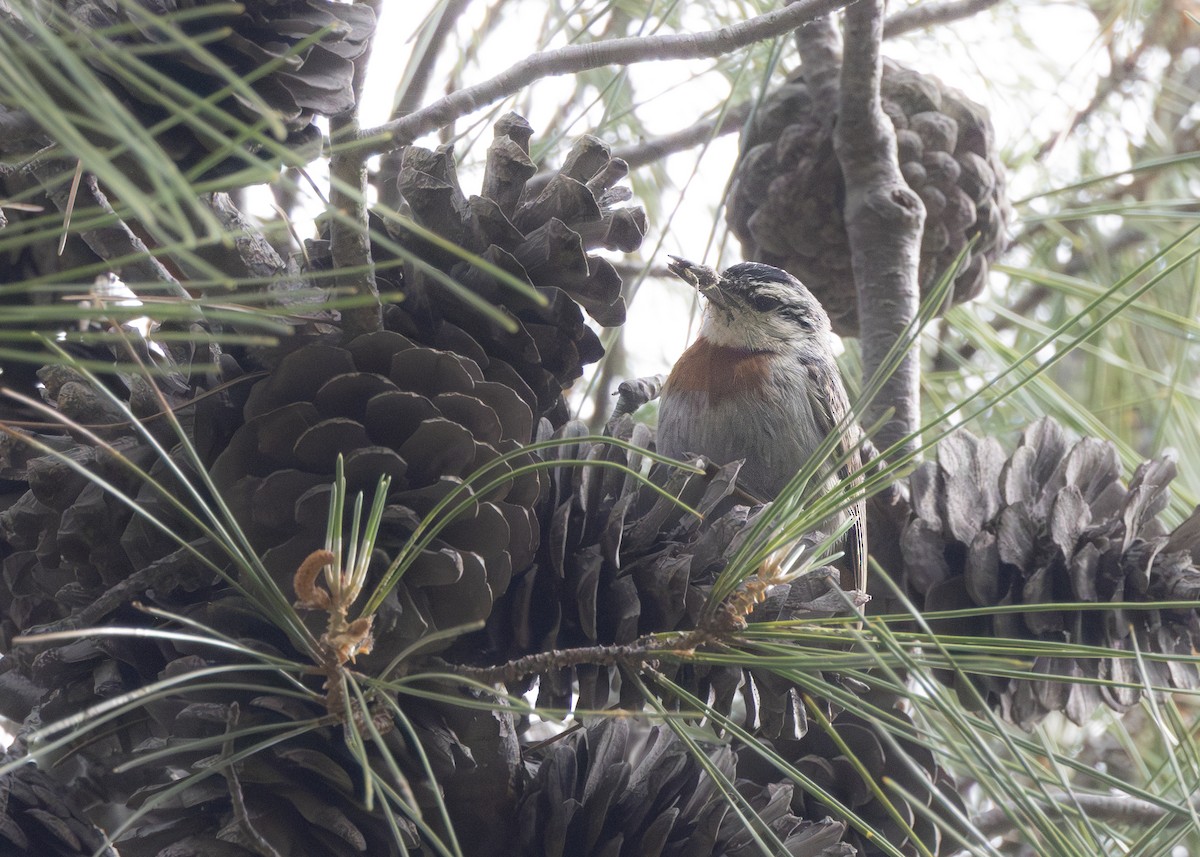 Krüper's Nuthatch - ML636093755