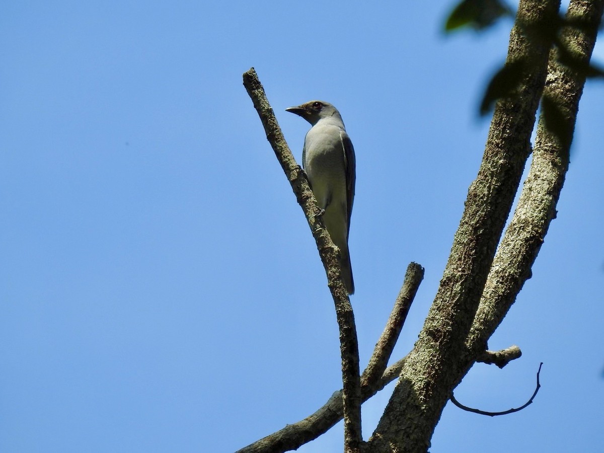 Oriental Cuckooshrike - ML636093816