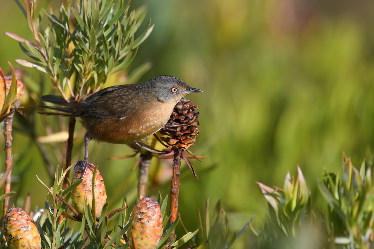Victorin's Warbler - ML636093875