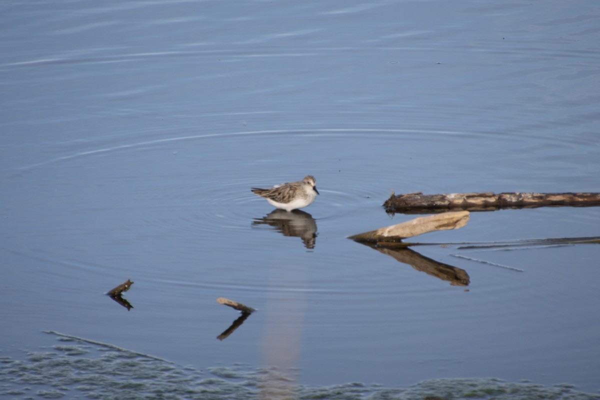Semipalmated Sandpiper - ML636093932