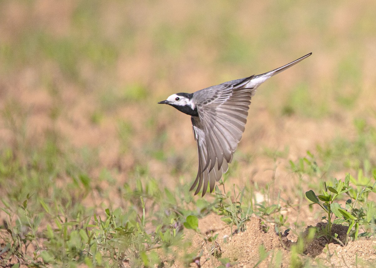White Wagtail - ML636094048