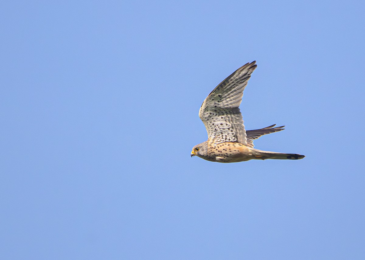 Eurasian Kestrel - ML636094061