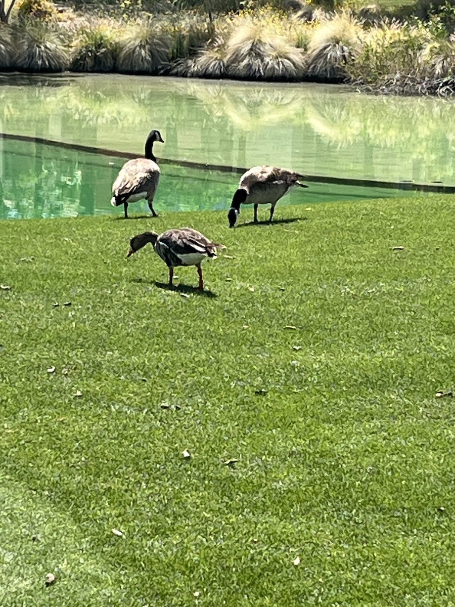 Greater White-fronted Goose - ML636094089