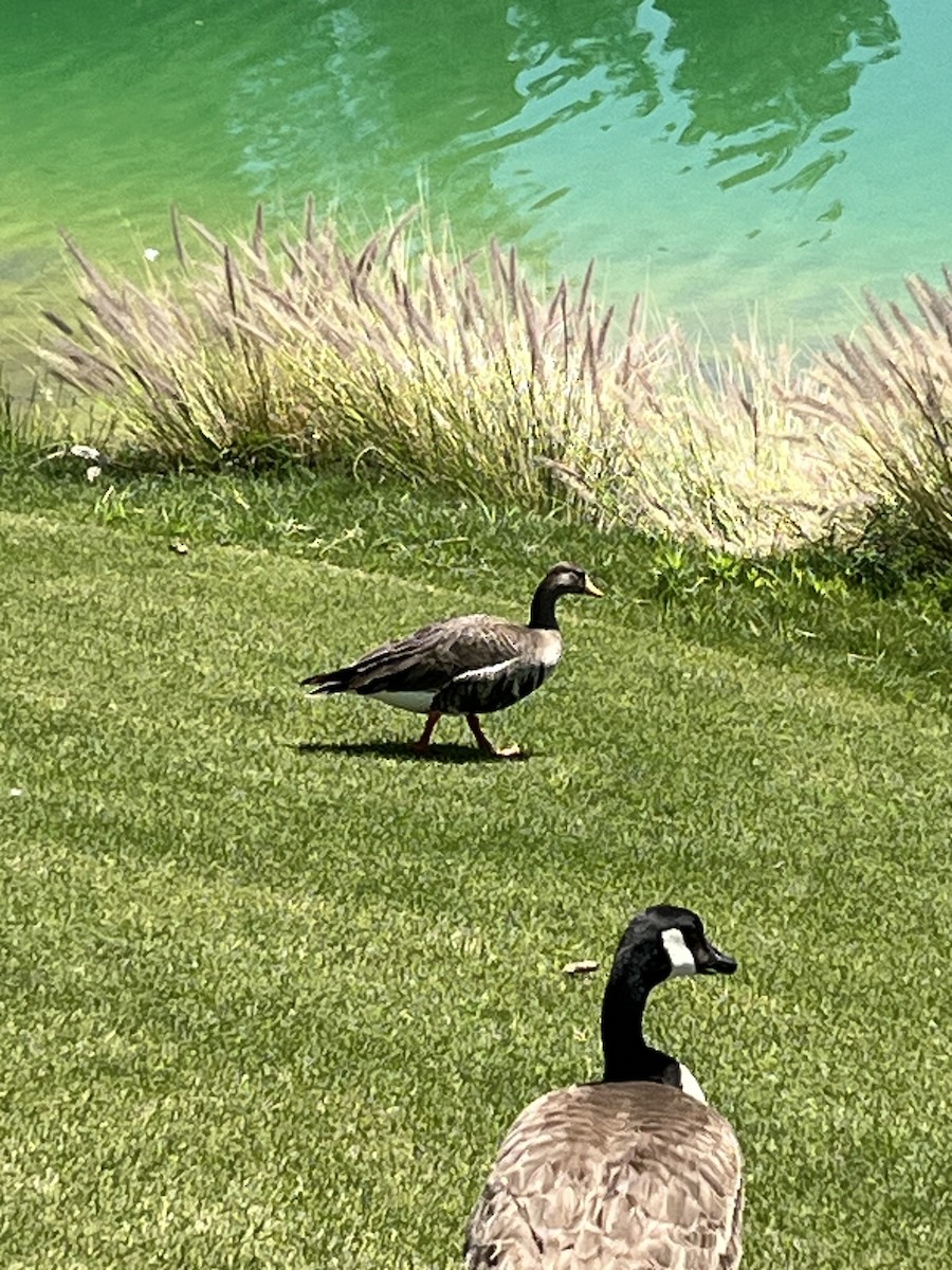 Greater White-fronted Goose - ML636094090