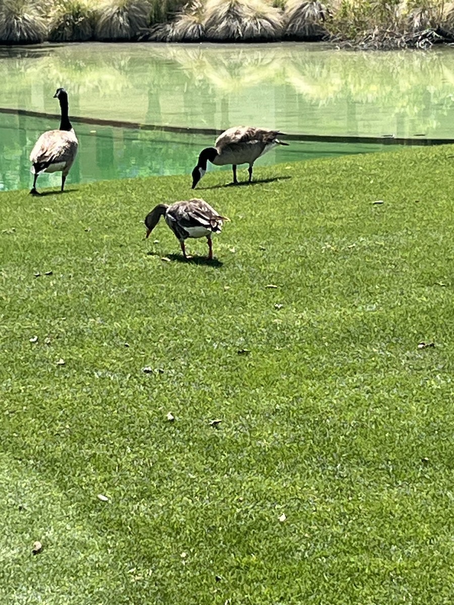 Greater White-fronted Goose - ML636094091