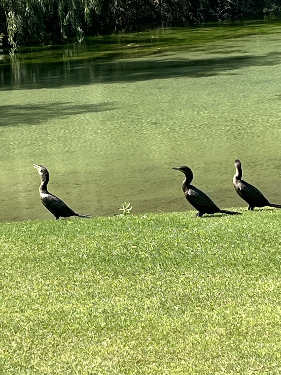 Neotropic Cormorant - ML636094108