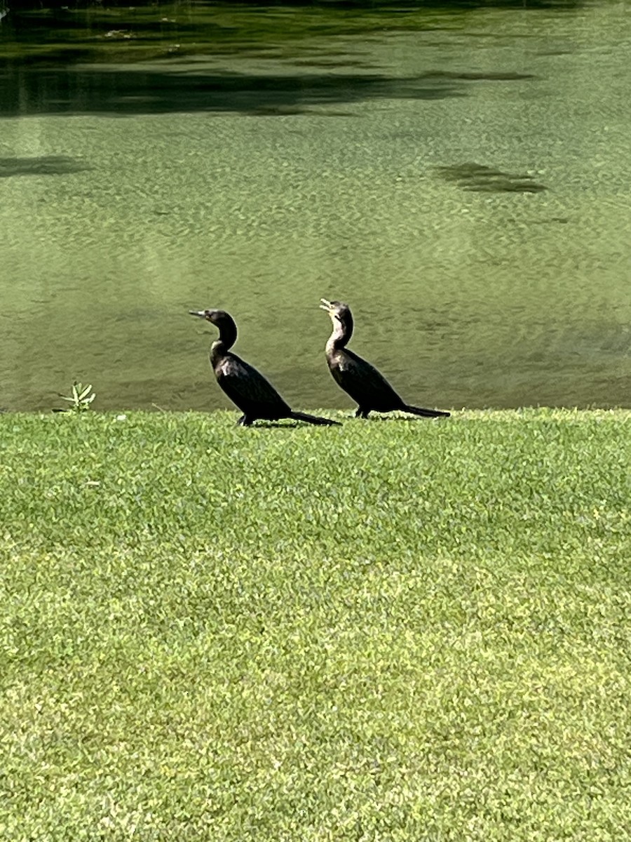 Neotropic Cormorant - ML636094109