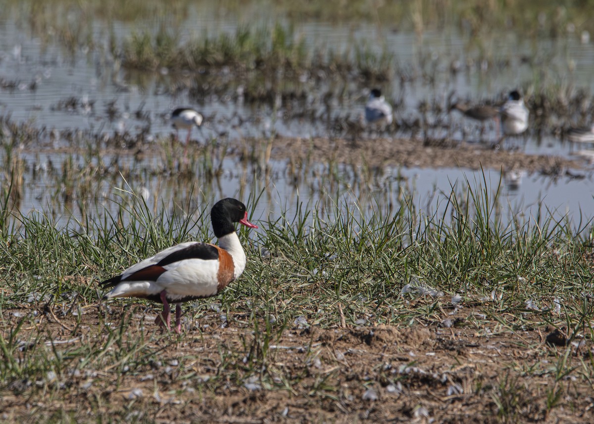 Common Shelduck - ML636094117