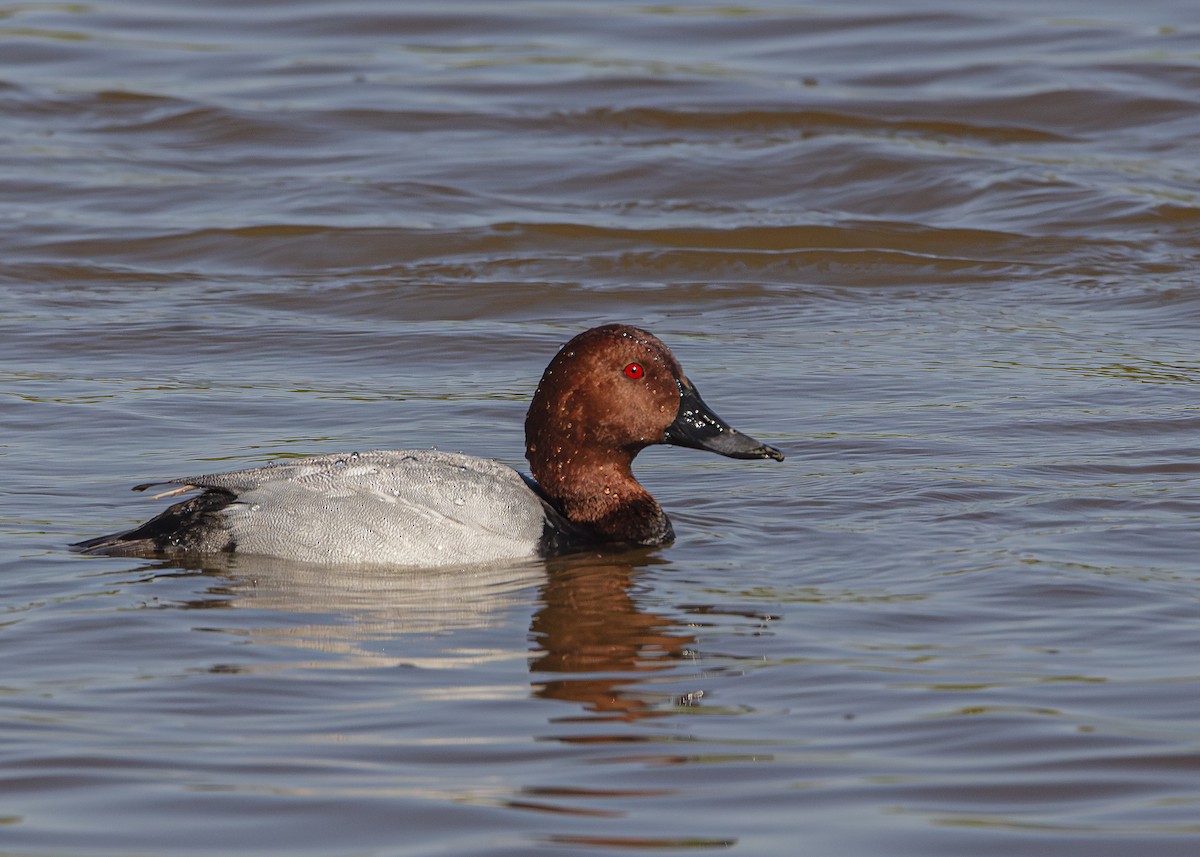 Common Pochard - ML636094129