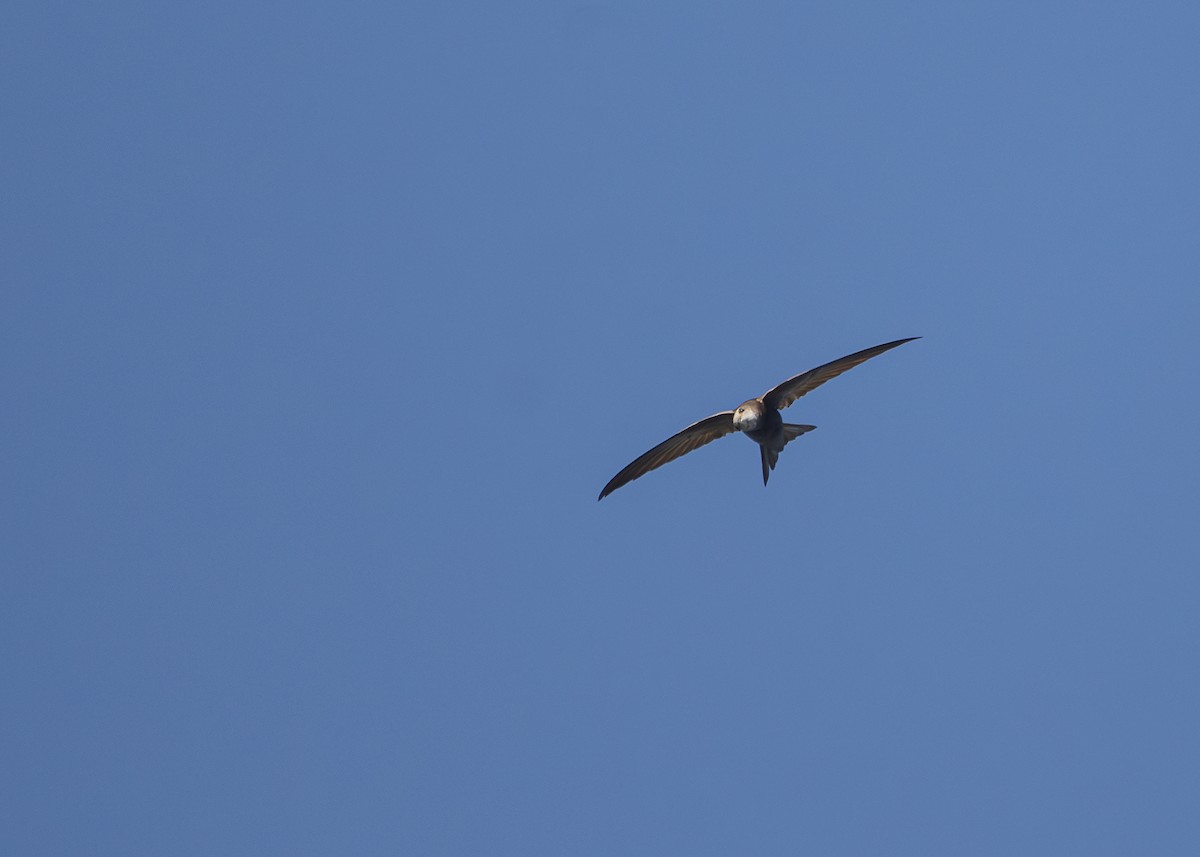 Pallid Swift - ML636094144