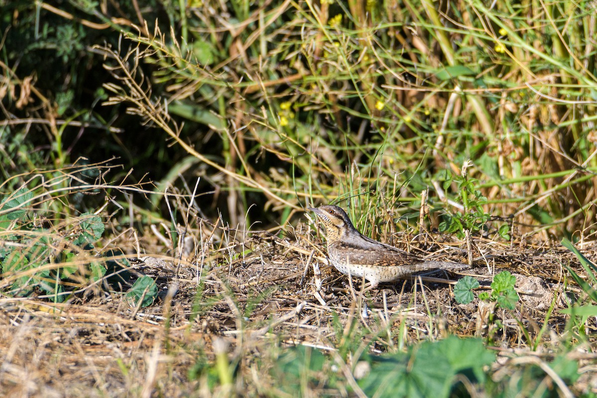Eurasian Wryneck - ML636094158