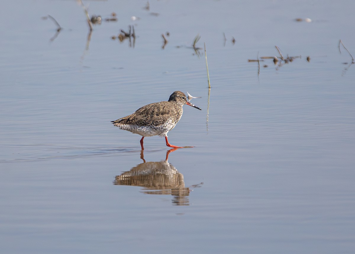 Common Redshank - ML636094159