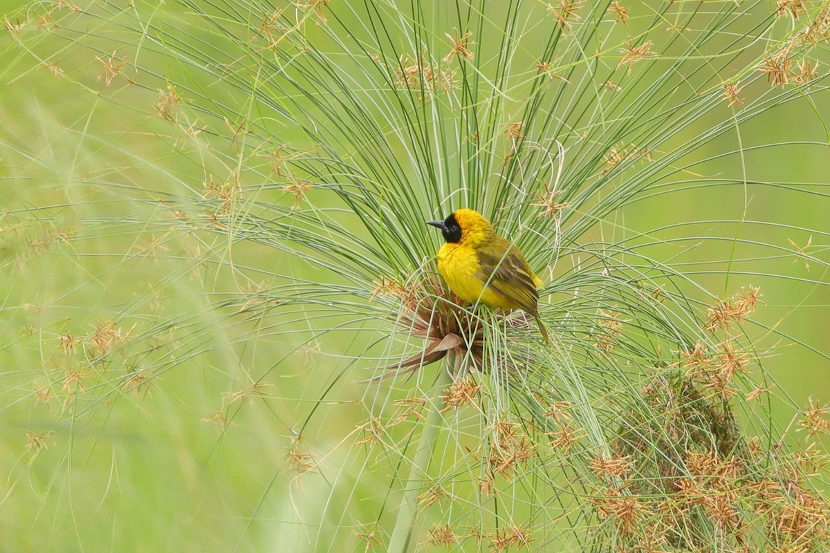 Slender-billed Weaver - ML636094164