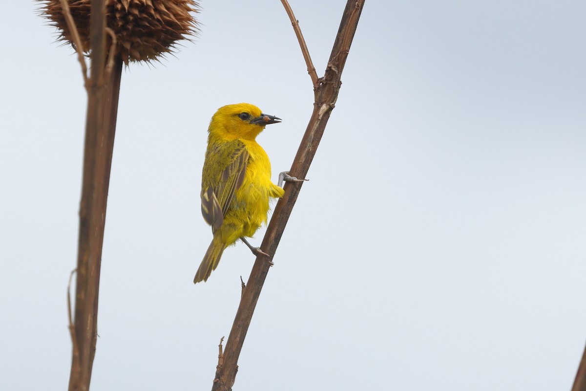 Slender-billed Weaver - ML636094166
