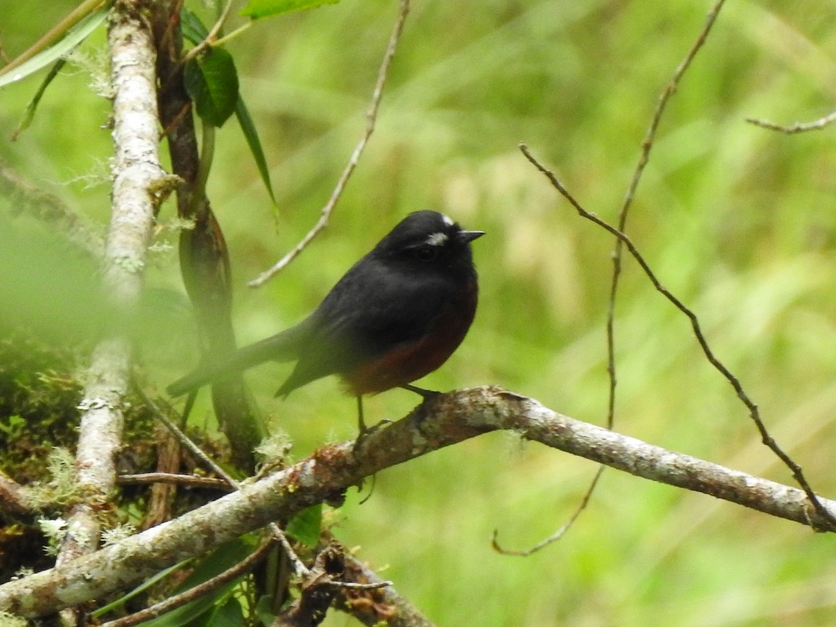 Chestnut-bellied Chat-Tyrant - ML636094183