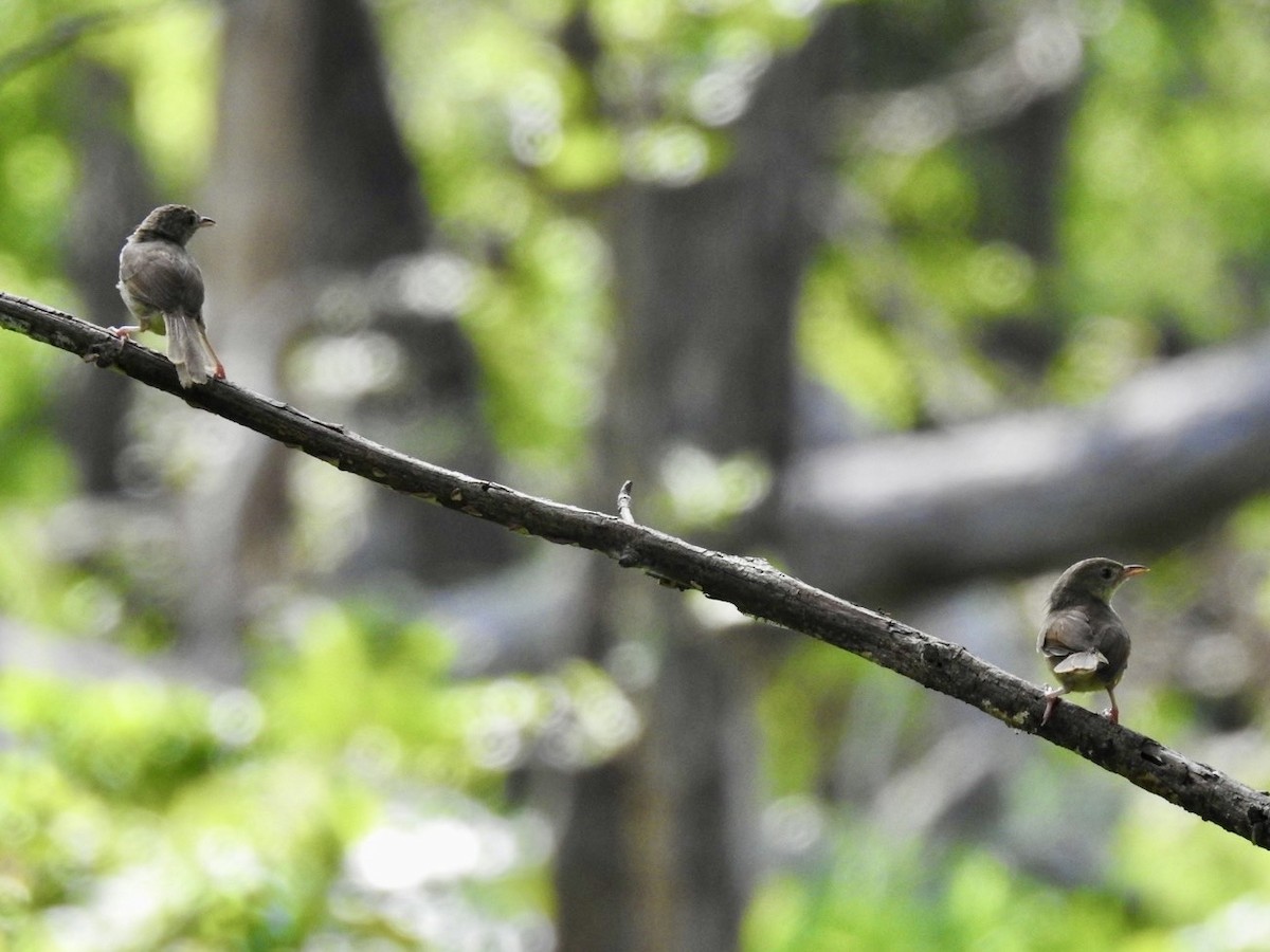 Brown Prinia - ML636094220