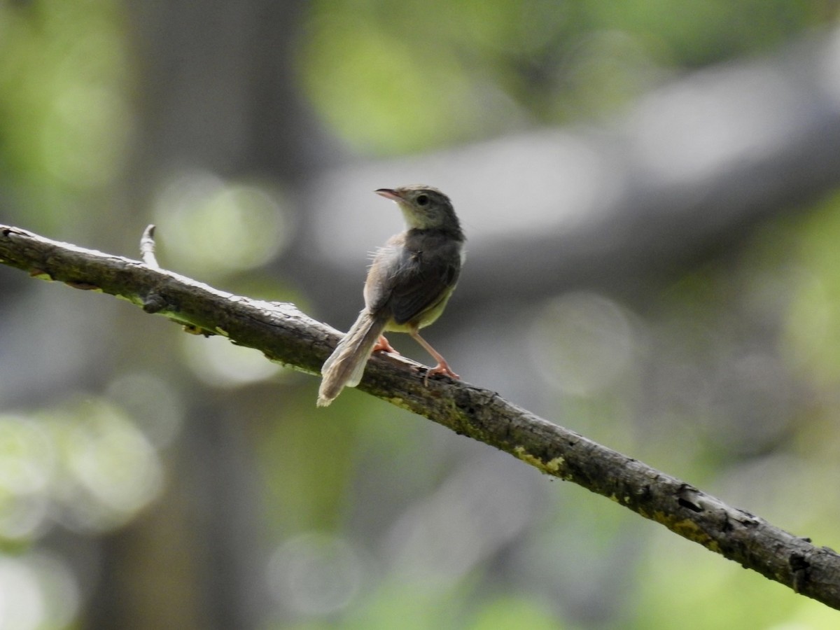 Brown Prinia - ML636094222